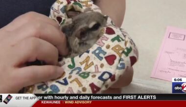 Bay Beach Wildlife Sanctuary needs volunteers to work with spring animals