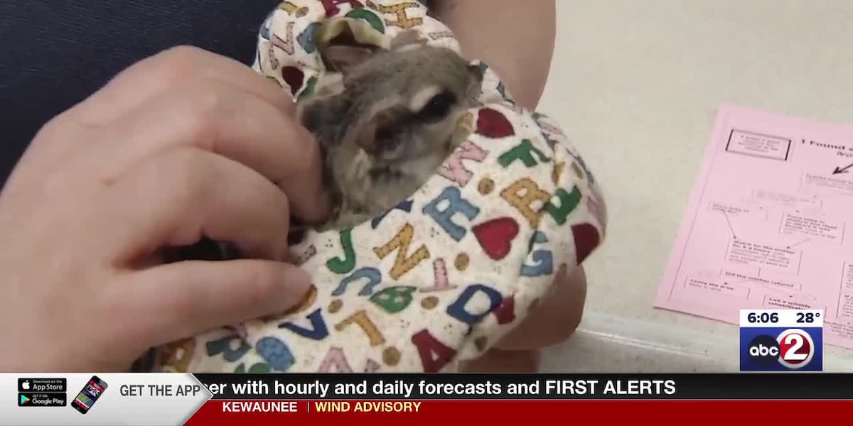 Bay Beach Wildlife Sanctuary needs volunteers to work with spring animals