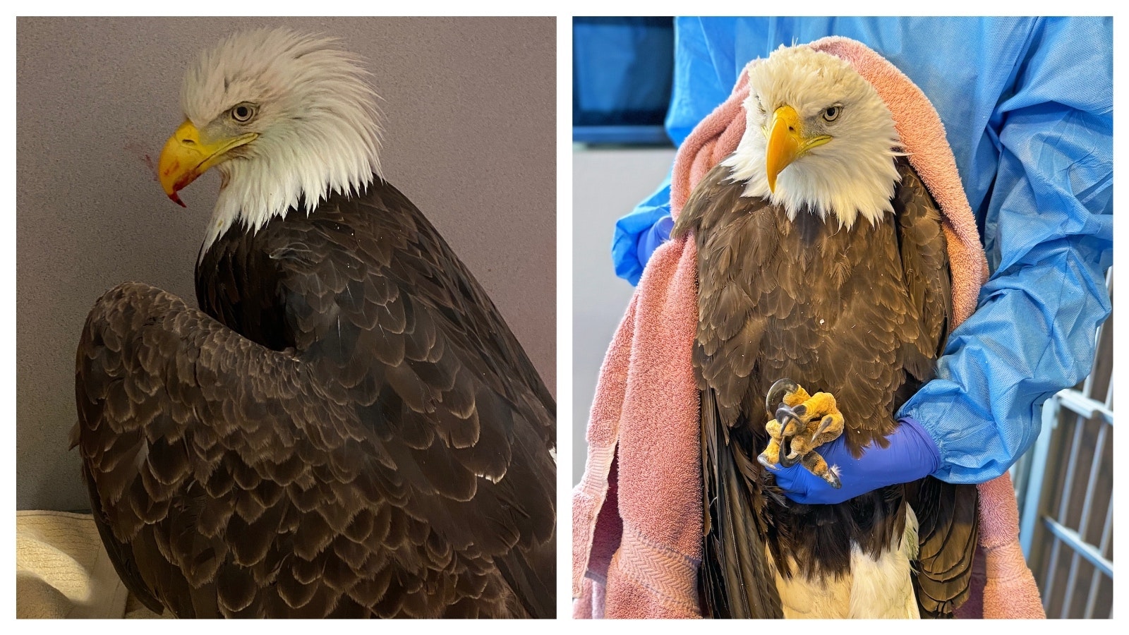 A bald eagle with severe lead poisoning is fighting for its life at a Colorado raptor rehabilitation center.