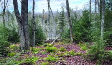 US plans to clear-cut in Michigan forest; some fear for endangered species | News, Sports, Jobs