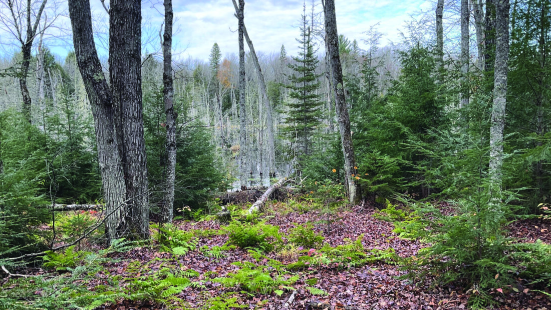 US plans to clear-cut in Michigan forest; some fear for endangered species | News, Sports, Jobs