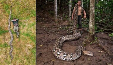 Longest snake ever measured is over 23.5 feet long