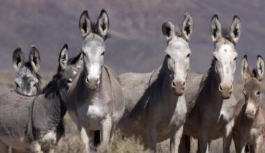 Hundreds of wild burros to be removed from Lake Pleasant area