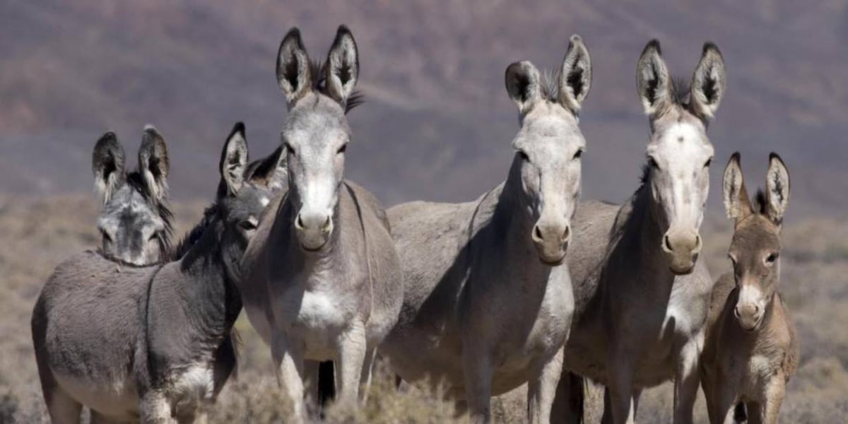 Hundreds of wild burros to be removed from Lake Pleasant area