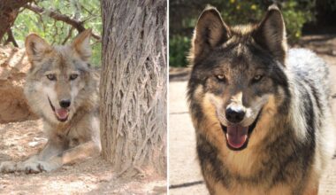Population growth: 33 new Mexican gray wolves