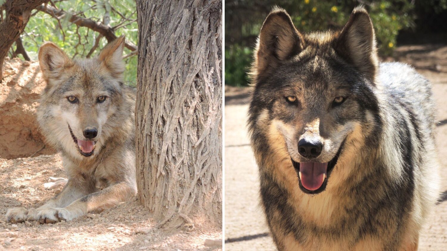 Population growth: 33 new Mexican gray wolves