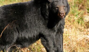 Warm Weather Brings Early Bear Sightings – Sheridan Media