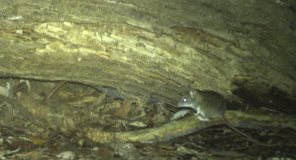 A white-footed dunnart