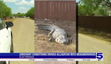 Drought conditions drive alligator into Los Fresnos neighborhood