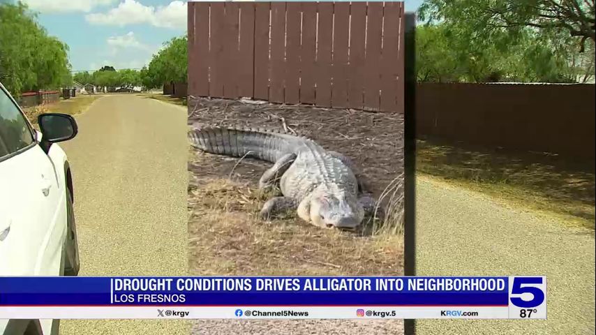 Drought conditions drive alligator into Los Fresnos neighborhood