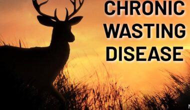 Chronic wasting disease found in another deer in Louisiana; 4 parishes now affected
