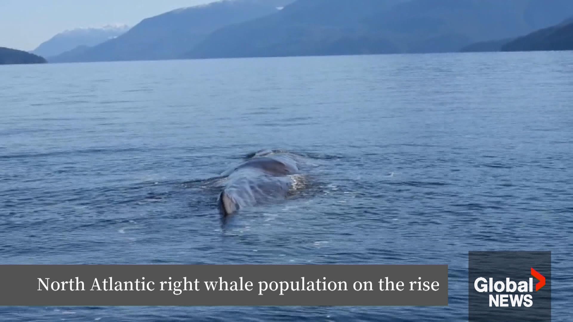 Click to play video: 'Slow but steady growth in population of North Atlantic right whales'