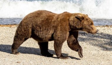 Bear baiting, other controversial sport hunting in Alaska’s national preserves may be back on the table