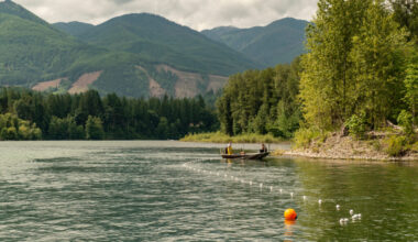 Upper Skagit Tribal members harvest Baker River sockeye salmon at the Skagit River confluence in Washington. Credit: Northwest Indian Fisheries Commission
