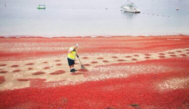 Ocean heatwave is great for SoCal surfers and fishing fans — but not for some sea creatures, or the weather – Orange County Register