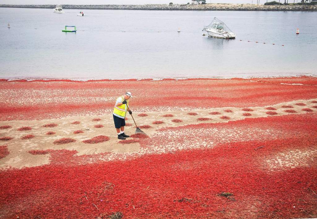 Ocean heatwave is great for SoCal surfers and fishing fans — but not for some sea creatures, or the weather – Orange County Register