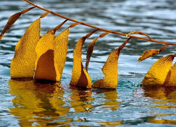 Some of the kelp takes on a golden beauty while back-lit in the morning sun off Laguna Beach in 2013. Ocean seaweed, or kelp, is very vulnerable to warm water and invasive species that thrive in those conditions take over. (Photo by MICHAEL GOULDING,ORANGE COUNTY REGISTER/SCNG)