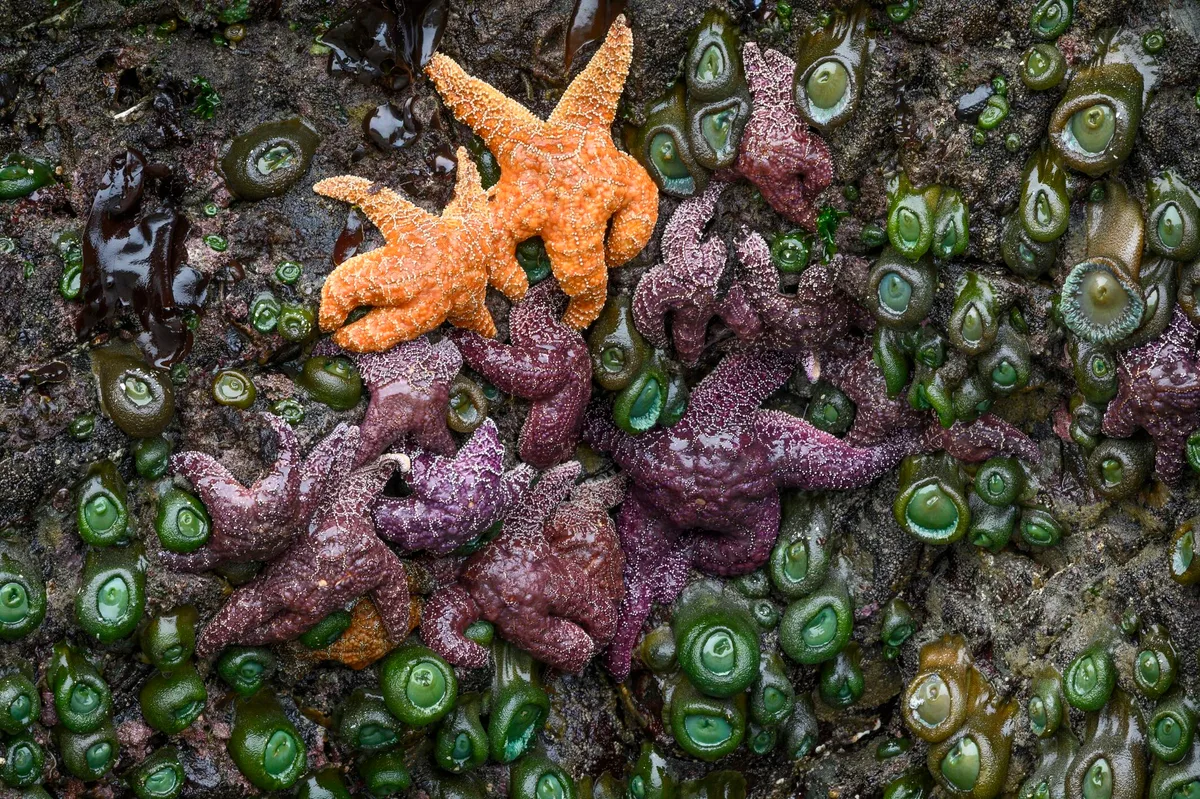Ochre sea stars