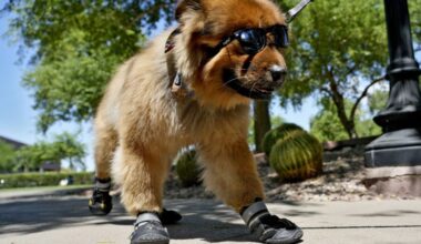 Phoenix sets new daily heat records amid historically warm March...