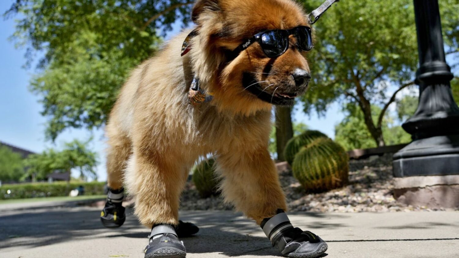 Phoenix sets new daily heat records amid historically warm March...