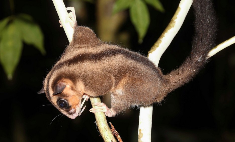 Marsupials Previously Thought Extinct for 6,000 Years Discovered: ‘A once-in-a-lifetime discovery’