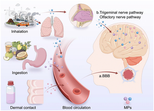 Microplastics graphic