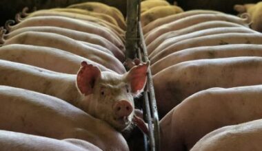 United States Hog Inventory Up Slightly