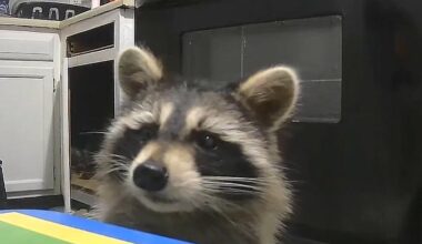 Watch: Raccoon burglar making daily visits to Cincinnati apartment