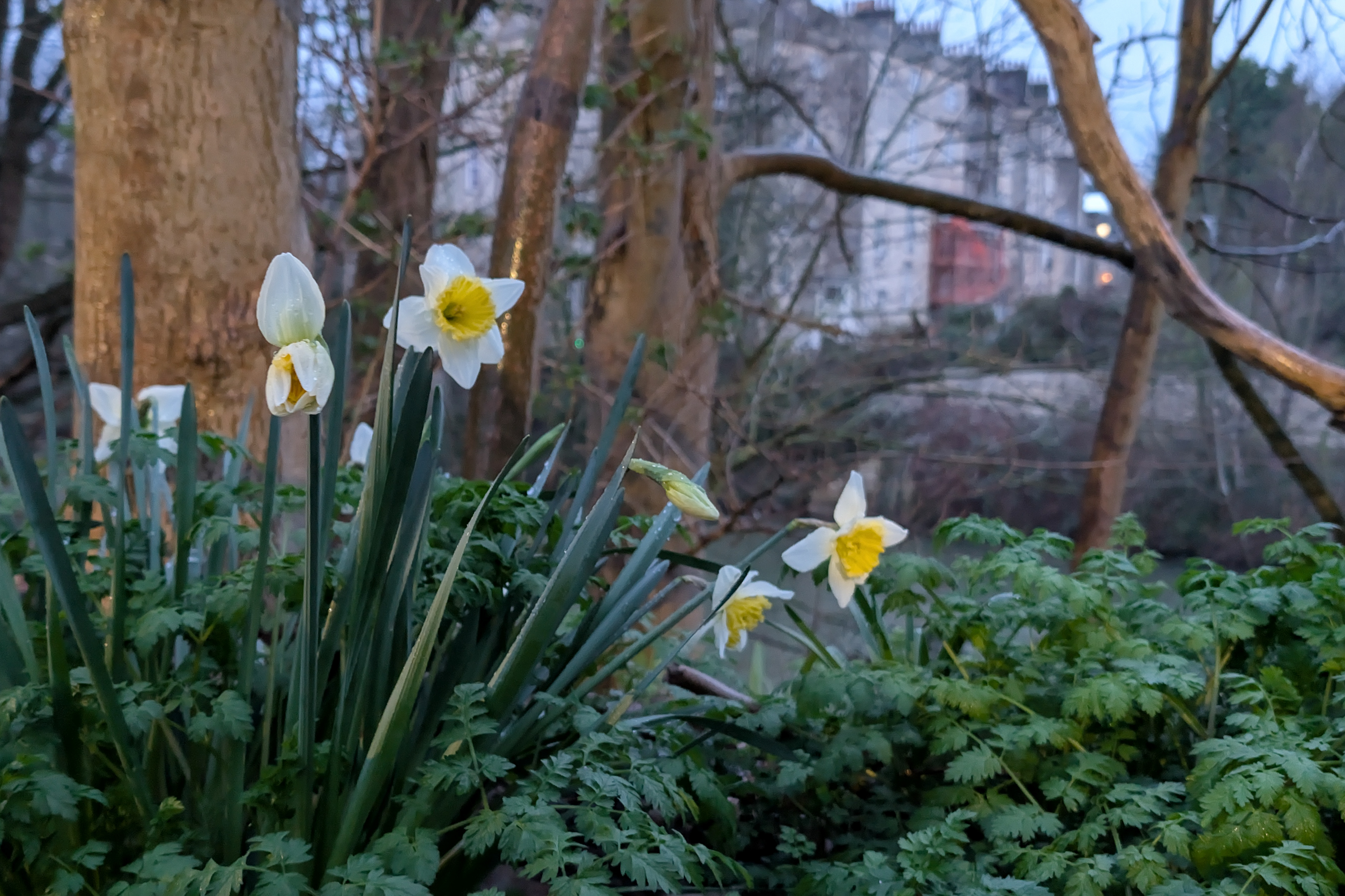 Leica Leitzphone vs Google Pixel 10 Pro XL comparison