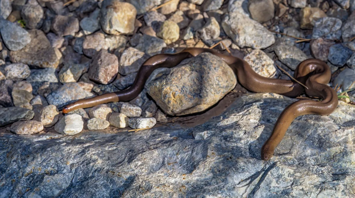 Northern rubber boa