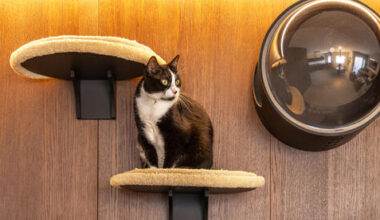 inside cat-friendly seaside apartment makeover