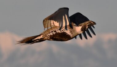 A male sage grouse flies into a lek along Yale/Kilgore Road, east of Dubois, Saturday, Feb. 28, 2026.