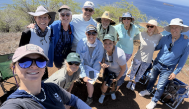 1,935 whales spotted across Hawaiʻi, 847 off Maui during second count for the 2026 season : Maui Now