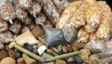 Herbal medicine is not main cause of kidney disease – Expert