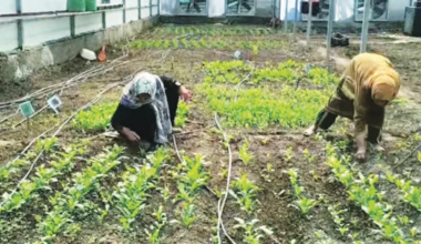 Hygam sisters lead agri innovation in Sopore