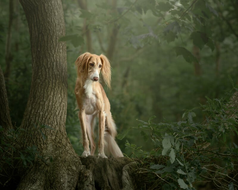 A slender, long-haired dog with light brown and white fur stands on a large tree root in a lush, green forest, looking alertly into the distance.
