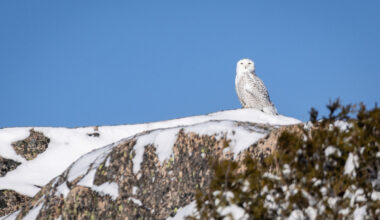 Wild animals you’re likely to see in Acadia National Park