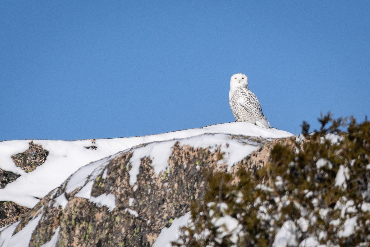 Wild animals you’re likely to see in Acadia National Park