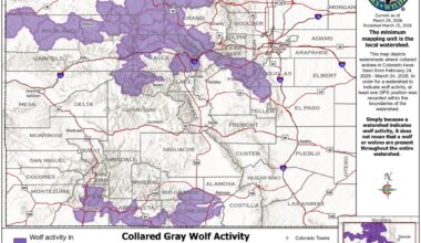 Colorado wolves wandered through Jefferson, Douglas counties in March