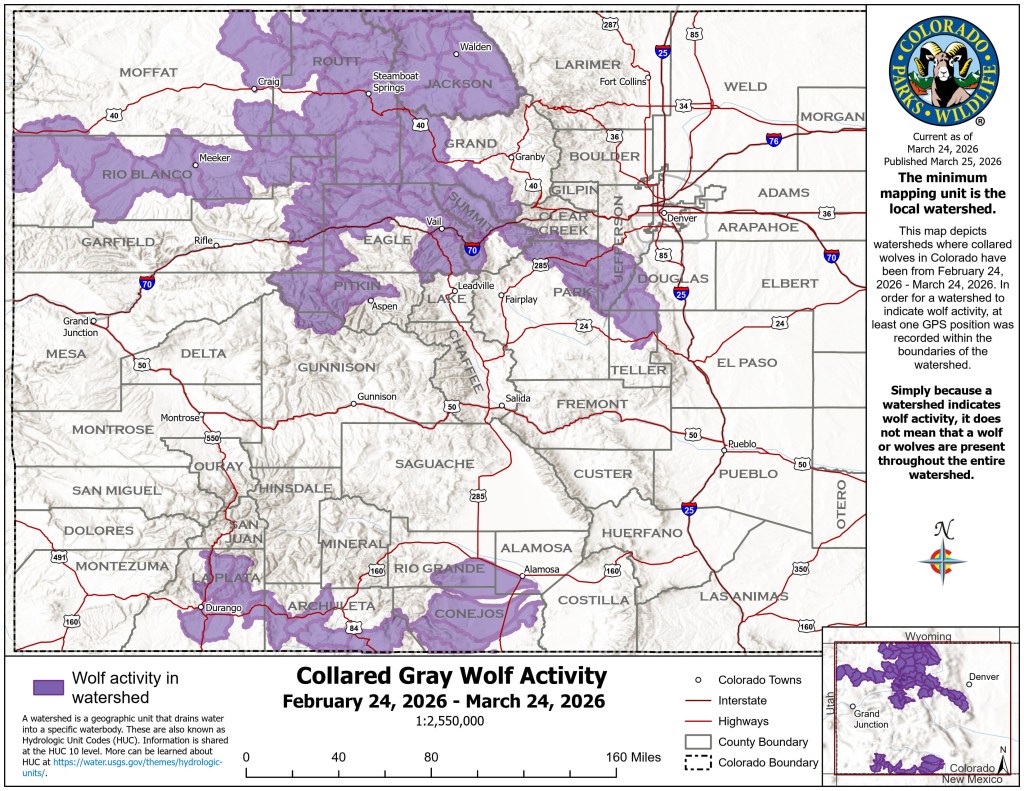 Colorado wolves wandered through Jefferson, Douglas counties in March