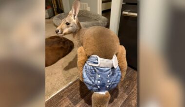Missing baby kangaroo returns home