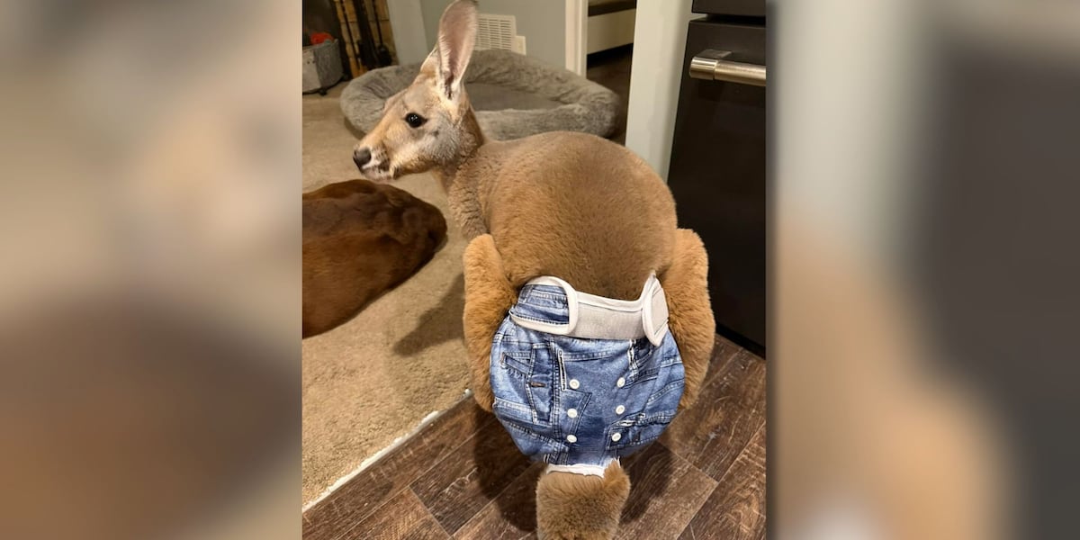 Missing baby kangaroo returns home