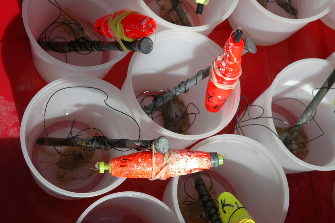 Tethered Juvenile Crabs.jpg