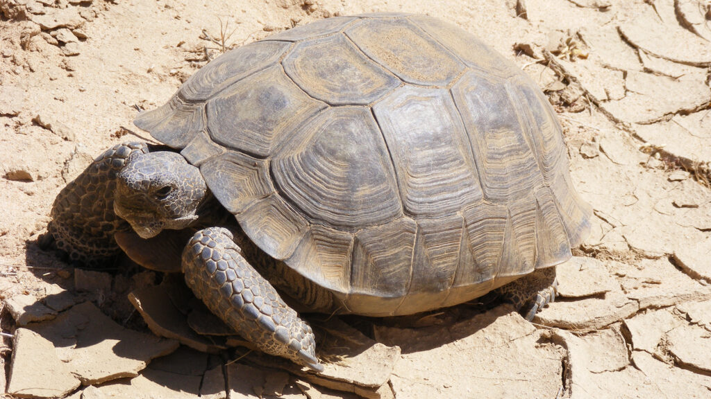  Tiny Animal Beats Off-Roaders As Judge Shuts Down Thousands Of Miles Of Trails