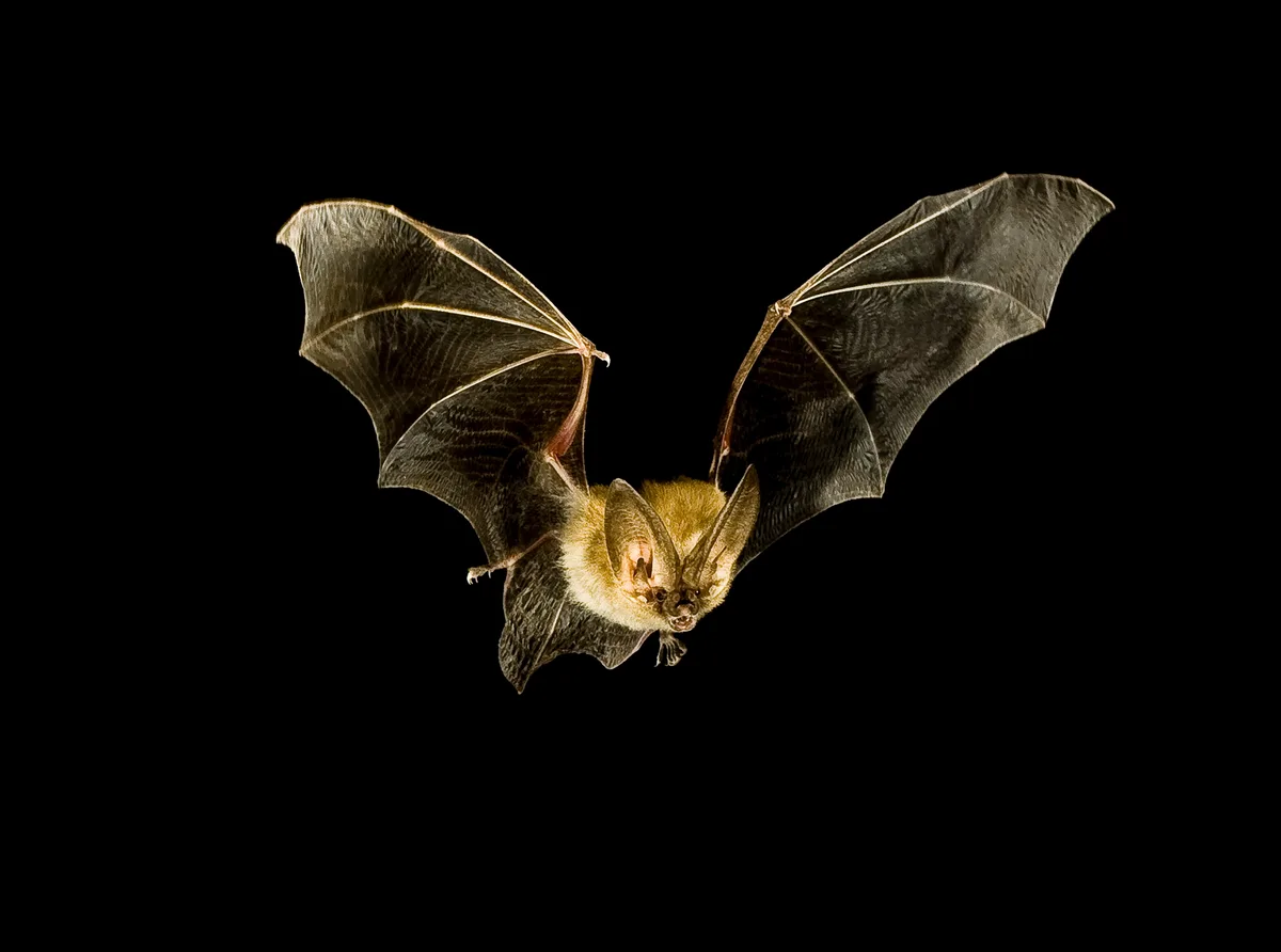 Townsend's big-eared bat in Flight
