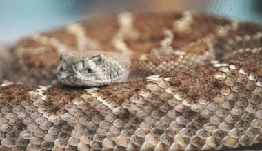 What do you do if you encounter a rattlesnake? – Deseret News
