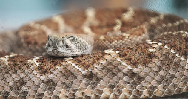 What do you do if you encounter a rattlesnake? – Deseret News