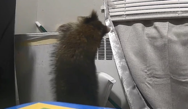 Woman ‘terrorized’ by raccoon weeks after moving into her Westwood apartment