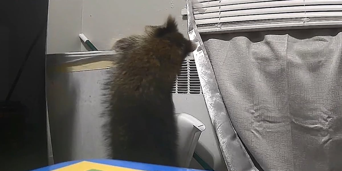 Woman ‘terrorized’ by raccoon weeks after moving into her Westwood apartment