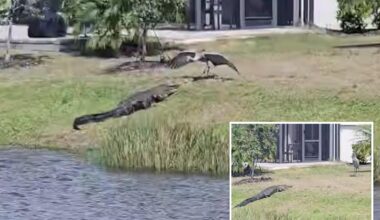 Alligator and crane face off in Florida neighborhood: 'This is peak Florida'